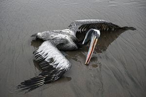A pelican suspected to have died from H5N1 avian influenza is seen on a beach in Lima, on December 1, 2022. - The highly contagious H5N1 avian flu virus has killed thousands of pelicans, blue-footed boobies and other seabirds in Peru, according to the National Forestry and Wildlife Service (SERFOR). (Photo by Ernesto BENAVIDES / AFP)