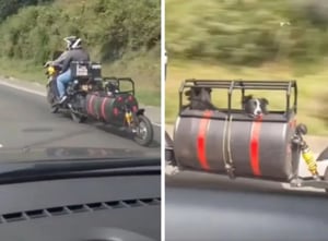 Pareja viajando con dos perros en una motocicleta