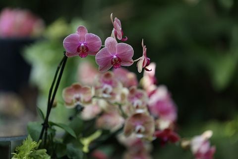 Existen cerca de 30.000 tipos de orquídeas en todo el mundo.