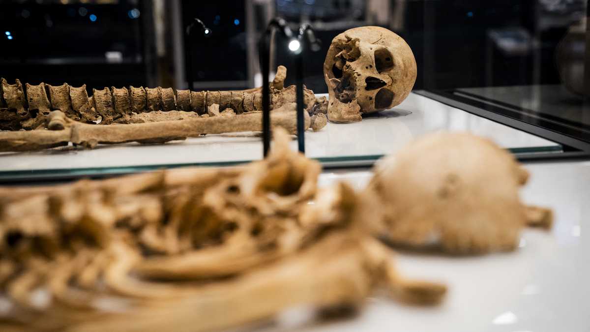 Two skeletons lie in a showcase at The National Museum of Denmark Wednesday, June 9, 2021 in Copenhagen. - The skeleton of a Viking-era man in his 50s from central Denmark will be reunited in the exhibition 'Join the vikings - the raid' later this month with a relative who was killed in England more than 1, 000 years ago in a massacre when an English king ordered the slaying of dozens of Danish settlers. A museum said Wednesday that archaeologists and scientists on both sides of the North Sea have established the relation between the men thanks to DNA technology and they were likely either half-brothers or nephew and uncle. One was a farmer in Denmark, the other likely a raider. (Photo by Ida Marie Odgaard / Ritzau Scanpix / AFP) / Denmark OUT