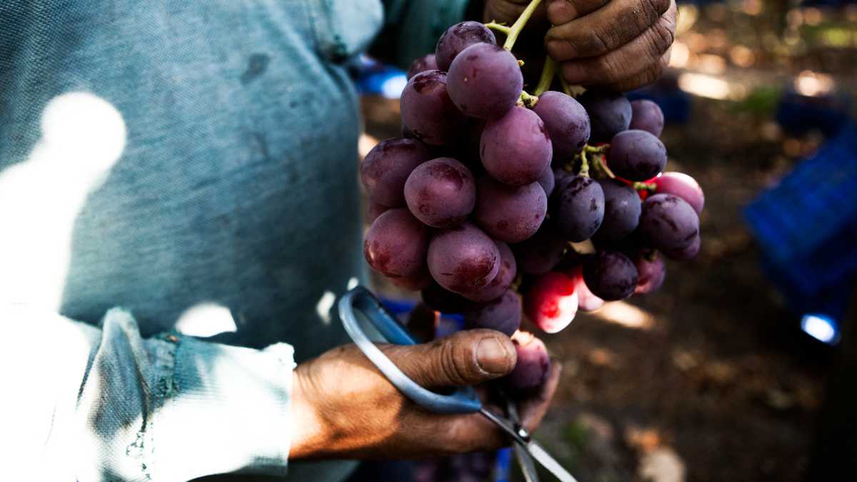 Colombia es uno de los principales mercados de las frutas chilenas