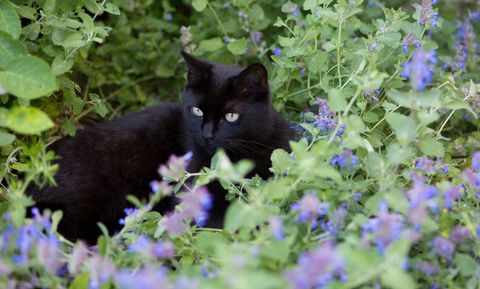 La hierba gatera recibe su nombre por ser un estimulante físico y mental para los gatos.