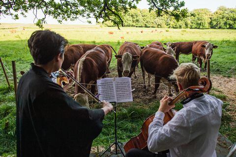 A herd of cows gathers as cellist Jacob Shaw (R) and violinist Roberta Verna (L) play a concert of classical music on June 15, 2021, in Stevns, Denmark. - In Stevns, in the countryside south of Copenhagen, Jacob Shaw, a cellist and the head of a music school, comes to play with other musicians to a herd of cattle. Unable to perform during the pandemic, he turned to this unusual audience. The experience was so enjoyable that he continues it even after the reopening of the theaters. (Photo by Jonathan NACKSTRAND / AFP)
