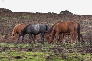 Los caballos salvajes son una amenaza para el ecosistema en Australia