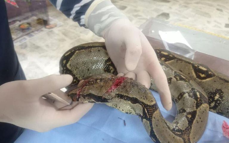 La serpiente, después de haber pasado por la cirugía, se encuentra en recuperación con antibióticos. En un mes se sabrá si está apta para regresar a su hábitat.
