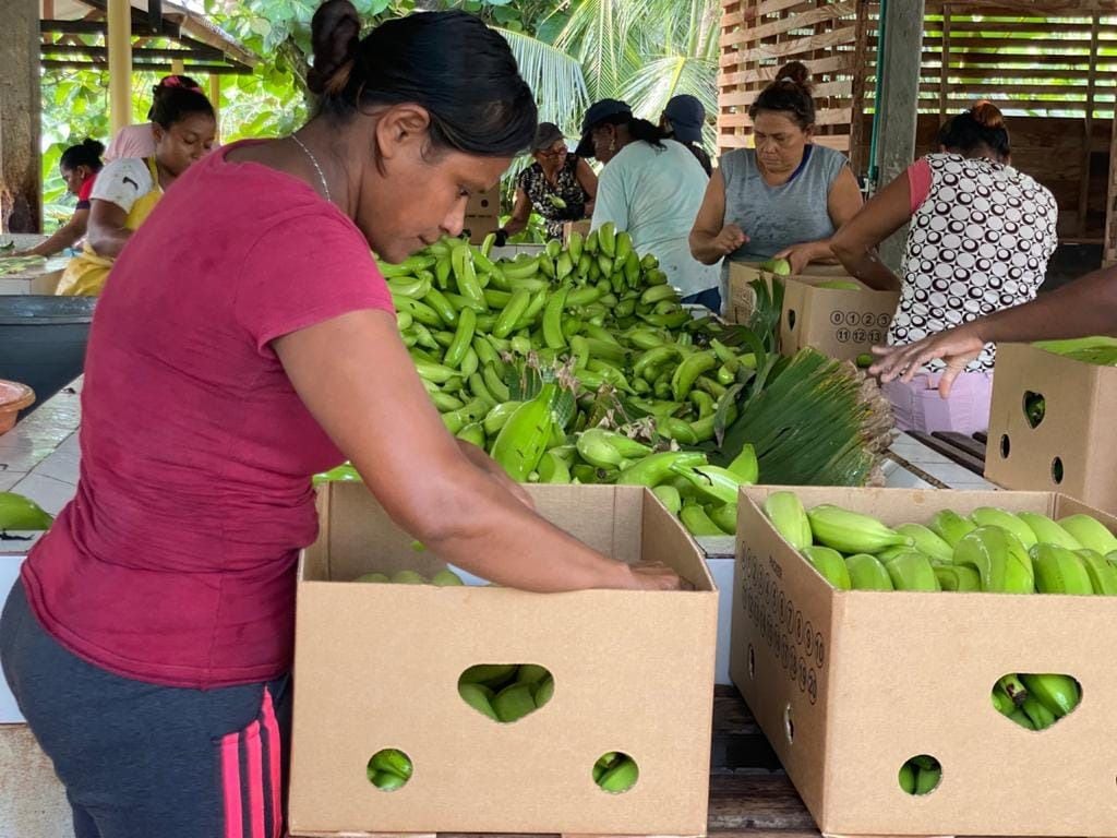 La Unidad Municipal de Asistencia Técnica Agropecuaria (Umata) de San Juan de Urabá ha destinado 600 millones de pesos para beneficiar a 258 productores en labores que permitan mejorar la calidad del plátano que cultivan.