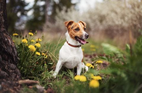 Los jack russell terrier tienen la esperanza de vida más alta.
