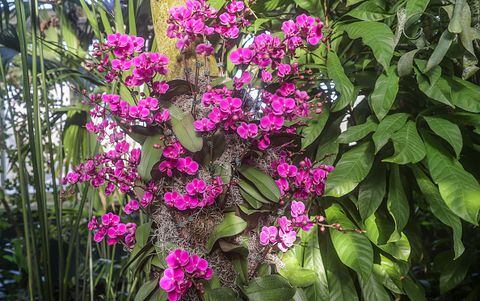 Las orquídeas son una de las especies de flores más populares en la jardinería.