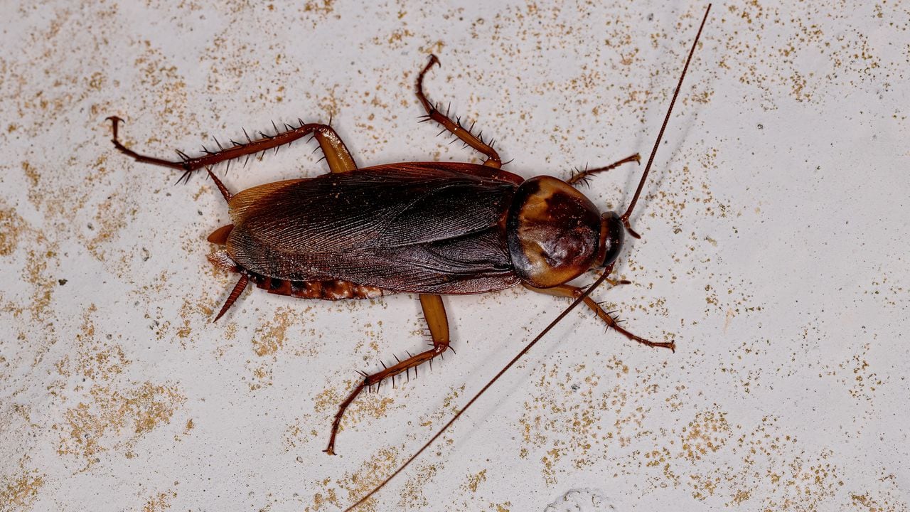 Más de 4 mil especies de cucarachas existen.