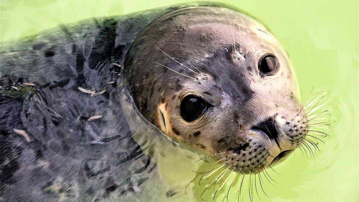 Las focas han sido por siglos las habitantes del mar Caspio. Hoy su hábitat está completamente amenazado. Foto: Pixabay