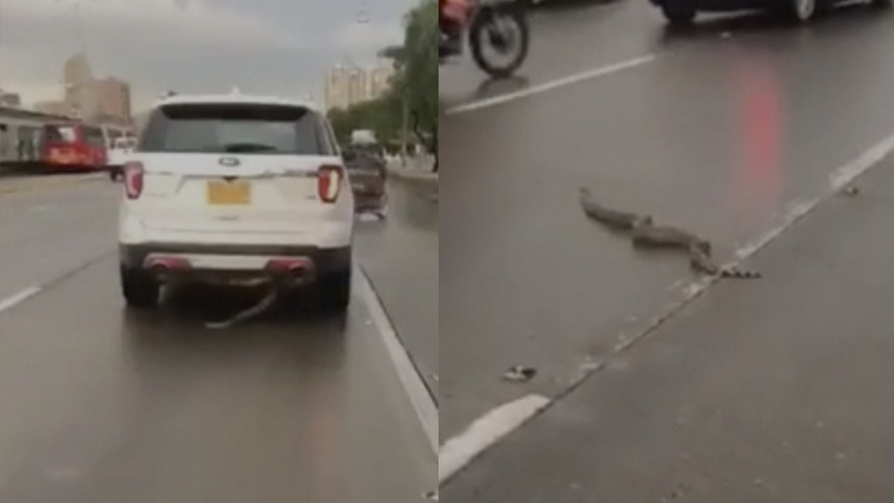 Serpiente cayó de un vehículo en plena vía carrera 30 de Bogotá