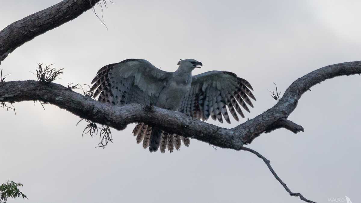 El águila harpía es una de las especies que ya registraron en su viaje.