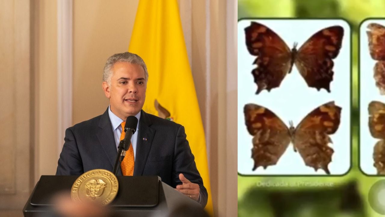 Iván Duque y nueva especia de mariposa descubierta en Colombia