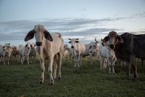 La ganadería es una de las principales actividades productivas en la Orinoquia.