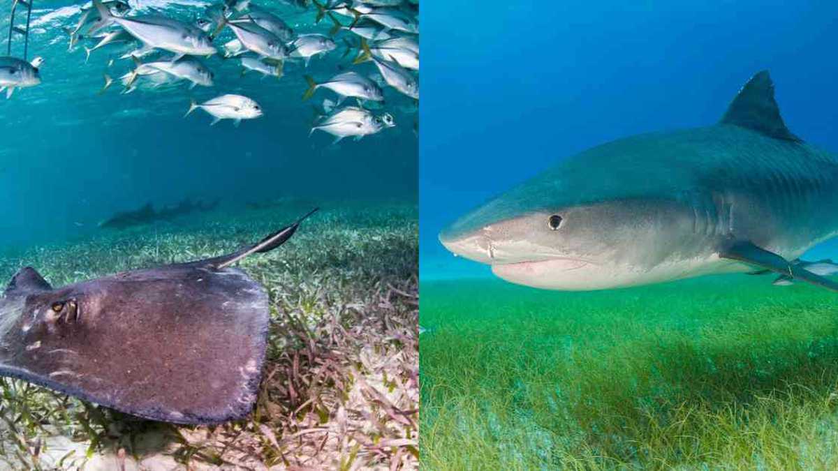 Las rayas y tiburones son fundamentales para la salud del planeta. Fotos:  Antonio Busiello (WWF-US) y Marion Kraschl (Shutterstock).