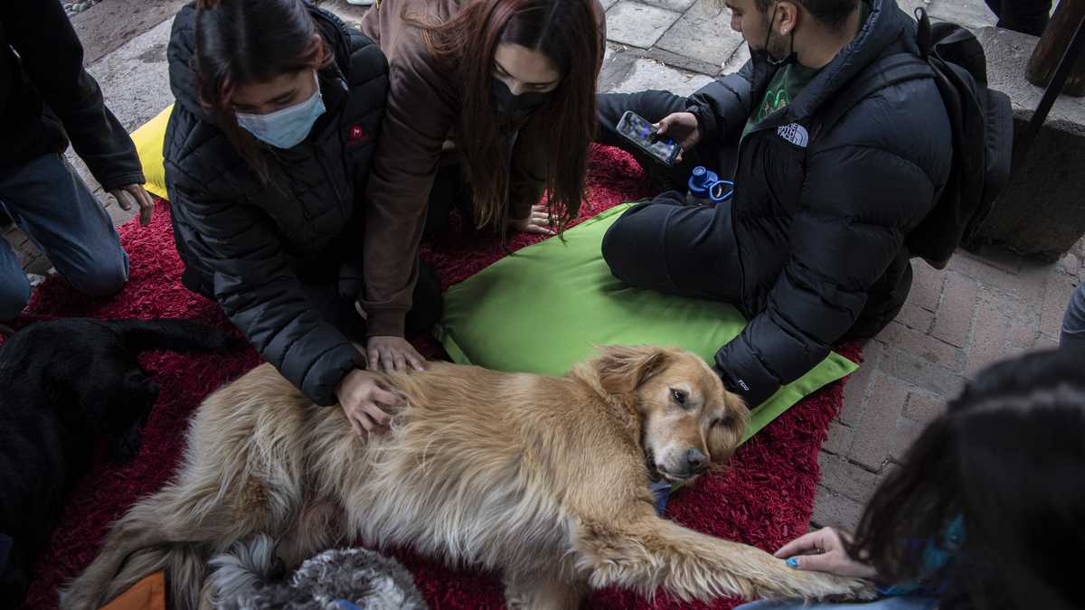 Estudiantes de la Universidad Católica de Chile participan en una terapia con perros adiestrados para reducir el estrés y la ansiedad mientras se reanudan las clases presenciales luego de que fueron suspendidas durante la pandemia de la covid-19.