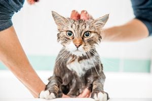 Una opción válida para bañar a un gato es utilizar toallas de limpieza especiales para felinos.