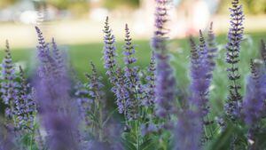 La salvia es una planta aromática que cuenta con propiedades que benefician la salud. Foto: Getty Images.