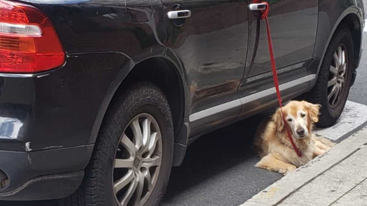 El perro permaneció atajo a la puerta del vehículo, según la denuncia hecha en redes sociales, durante un tiempo prolongado.
