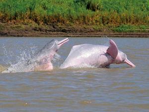 Pareja de toninas (Inia geoffrensis) en el río Meta, Colombia - En los Llanos Orientales de Colombia, los delfines rosados son más conocidos como toninas. Foto: Fernando Trujillo - Fundación Omacha