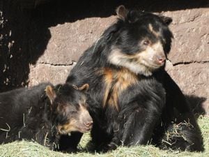 En Colombia, el oso andino habita en los tres ramales de la cordillera de los Andes, recorriendo los bosques andinos y páramos, sin embargo, su habitád se encuentra amenazado por la deforestación.