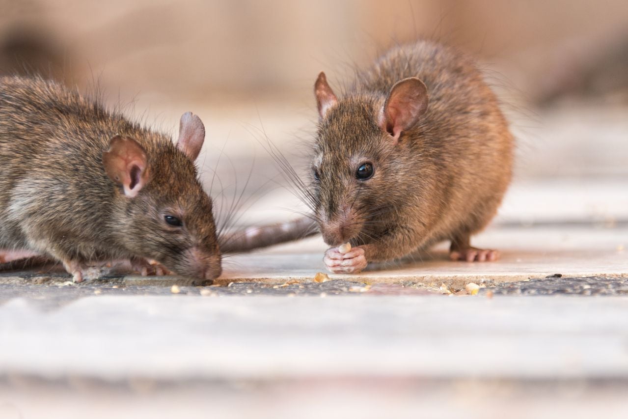 Estas ratas se pueden encontrar en todo el mundo.