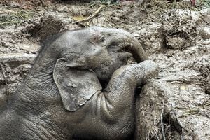 Se ve una cría de elefante dentro de una alcantarilla después de que un bebé y una madre elefante cayeron en una alcantarilla en el Parque Nacional Khao Yai, provincia de Nakhon Nayok, Tailandia, 13 de julio de 2022. Foto REUTERS/Taanruuamchon 