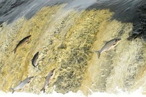 Los peces vimba besugo saltan sobre la cascada en el río Venta, una acción que se repite cada primavera con el objetivo de subir a los ríos para reproducirse, en Kuldiga, Letonia 26 de abril de 2022. Foto REUTERS/Ints Kalnins