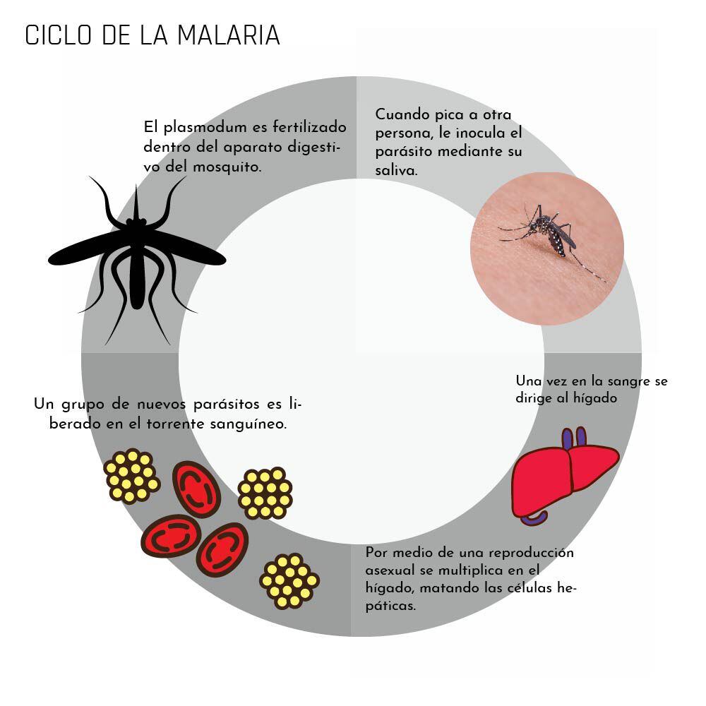 El r de viajes Lethal Crysis se contagió de Malaria, no se tomó el  medicamento que le habían dado - TuBarco Noticias