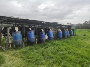 Las vacas de la finca Arco Iris en Gachancipá, Cundinamarca, son ordeñadas dos veces al día