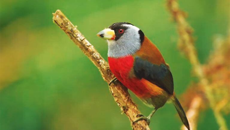 Colombia se caracteriza por su biodiversidad en fauna y flora. El país cuenta con más de 1920 especies de aves.