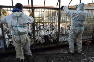 Los empleados del criador de patos Sebastien Pujos se preparan para descargar un camión con aves en un recinto mientras se preparan para sacrificar una parte de sus 32.000 patos, en Belloc-Saint-Clamens, suroeste de Francia, el 6 de enero de 2017, durante la primera ola de un matanza masiva de aves tras la detección de la gripe aviar. (Imagen de referencia)
