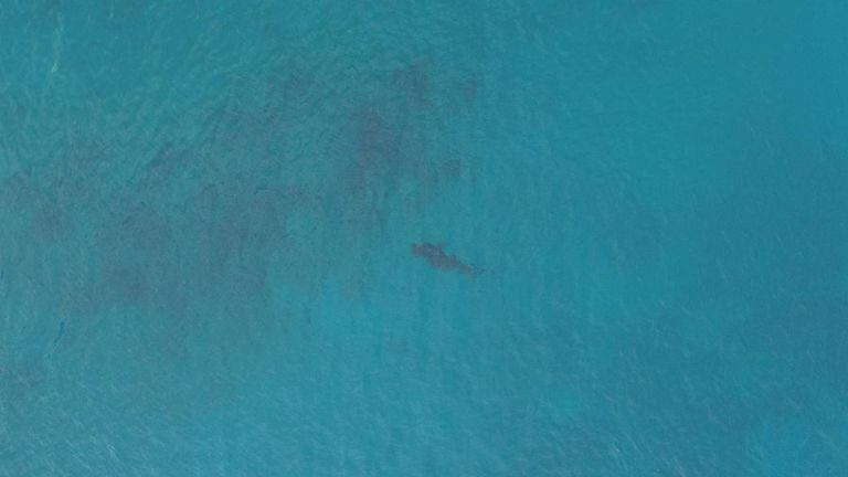 La Corporación Carolina trabaja con expertos para alejar a los tiburones de la costa en San Andrés. Foto: https://coralina.gov.co/.