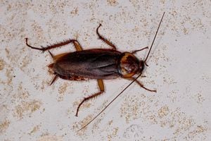 Más de 4 mil especies de cucarachas existen.