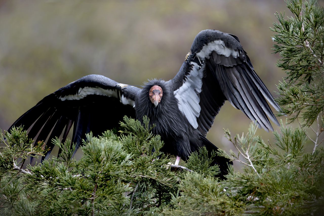 Condor california