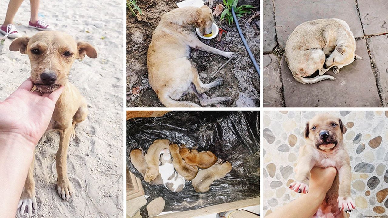 Los perros que aparecen en las imágenes se salvaron de morir. La más pequeña tiene ceguera, y la más grande, parálisis. Están buscando un hogar que los adopte. 