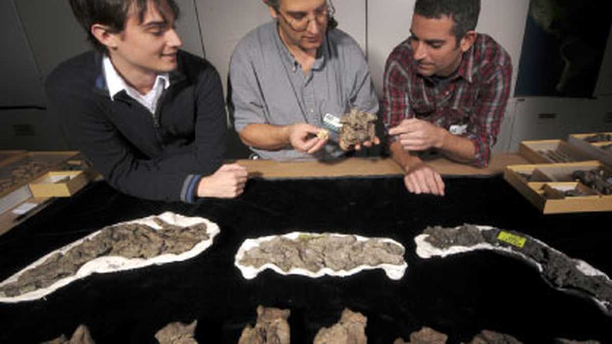 Jonathan Bloch, en el medio, compara una vértebra de una serpiente moderna con la del fósil encontrado en Cerrejón. A la  derecha, la vértebra tal y como fue hallada en una de las excavaciones. Abajo, la vertebra comparada con una de la especie viva más grande
