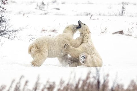 Donde los osos polares deambulan