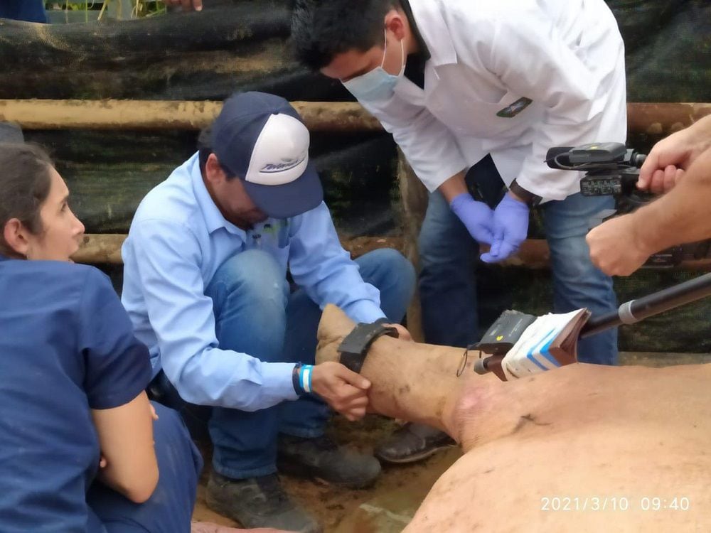 Instalaron un GPs a un hipopótamo en Antioquia