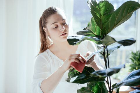 Descifre los 5 errores que suelen ocurrir al regar las plantas en su propiedad.