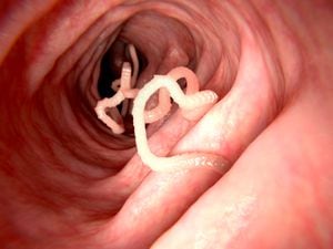 Tapeworms are a species of parasitic flatworms. They live in the digestive tracts of vertebrates.