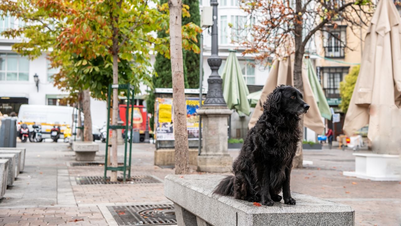 Un lindo perro negro se sienta en un banco afuera de un restaurante, en la Plaza Santa Ana en Madrid, España.