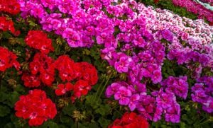 Los geranios son plantas de exterior con flores de atractivos y colores vivos que florecen durante el verano y son bastante resistentes.
