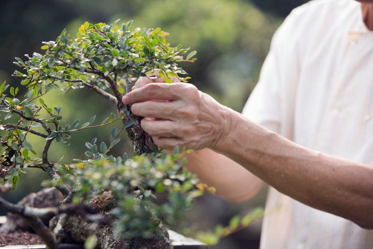 Descubra cómo el Feng Shui puede ayudar a optimizar la energía en su hogar y atraer riqueza mediante la ubicación estratégica de un bonsái.