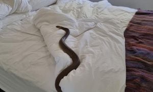 Serpiente en cama