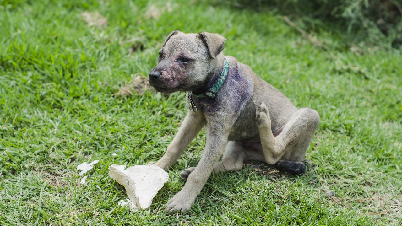 Enfermedades en la piel de los perros