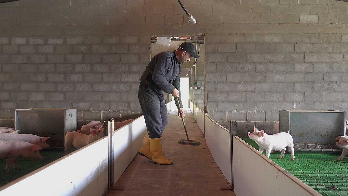 La producción porcina en Colombia tiene gran importancia a nivel económico y su demanda viene aumentando año tras año.