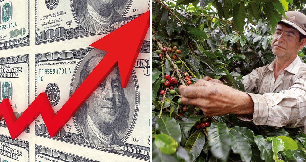 El café no solo está a buenos precios: la devaluación y la gran cosecha significan una inyección de liquidez para los cultivadores.