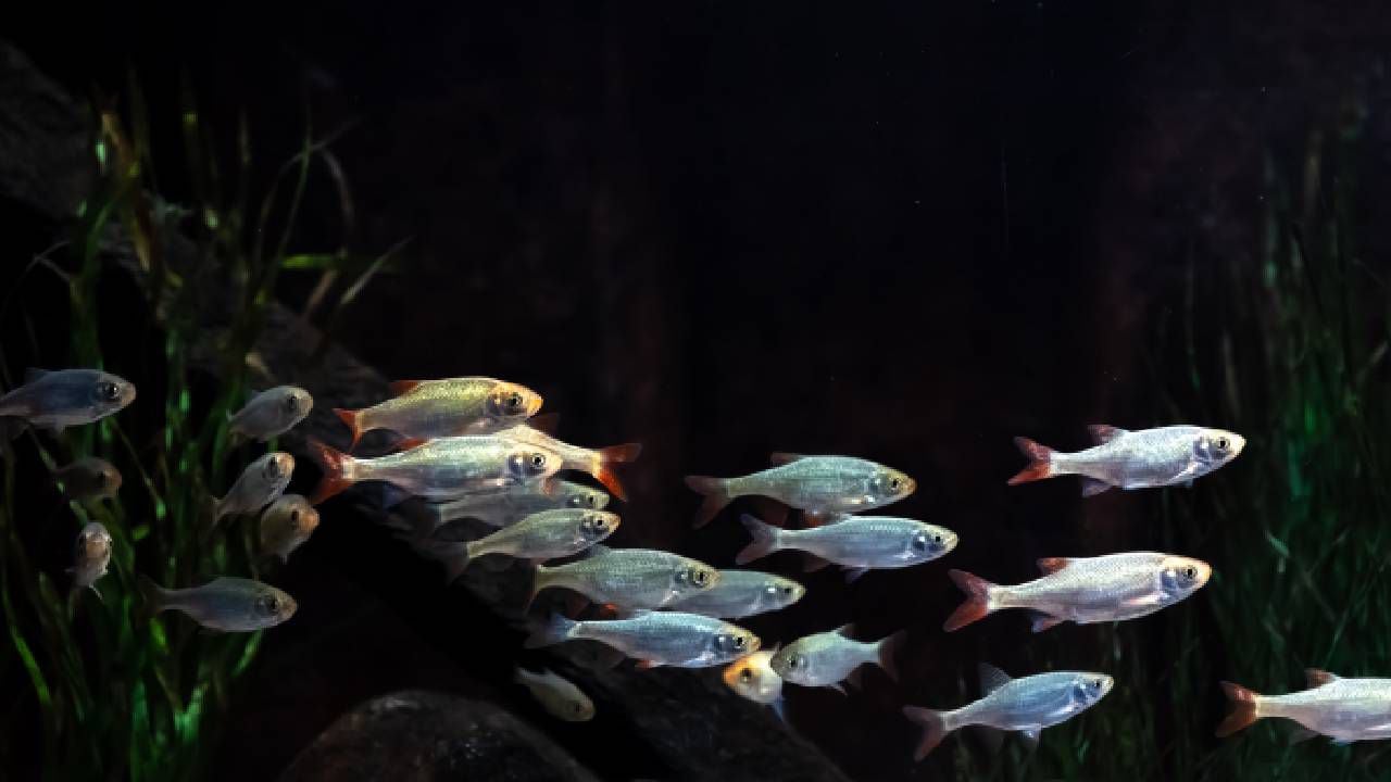 Imagen de referencia de grupo de peces, no pertenece a la especie en mención.