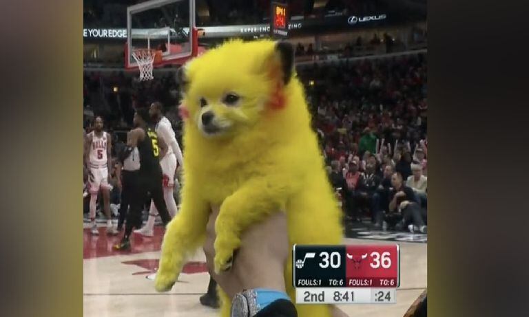 Humano disfrazó a perro de Pikachú y desató polémica en redes sociales.